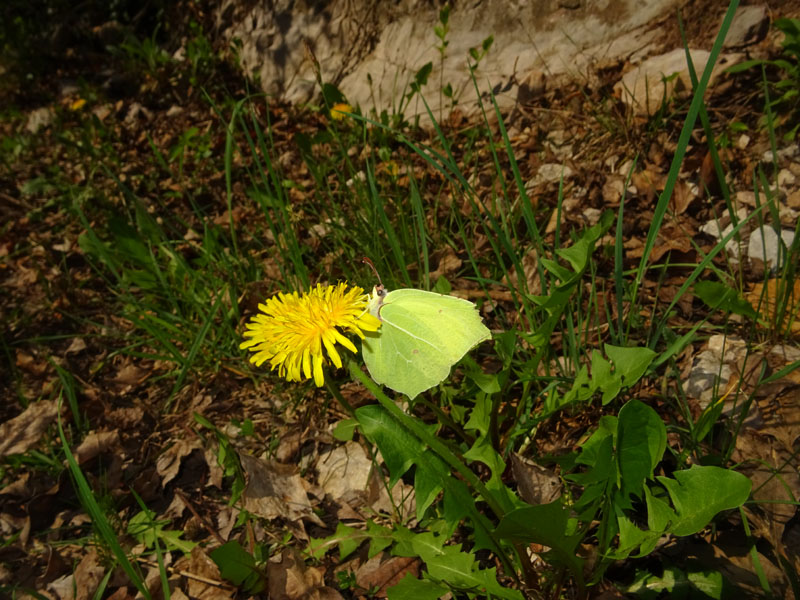 Gonepteryx rhamni - Pieridae